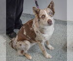 Small #1 Australian Shepherd-Catahoula Leopard Dog Mix
