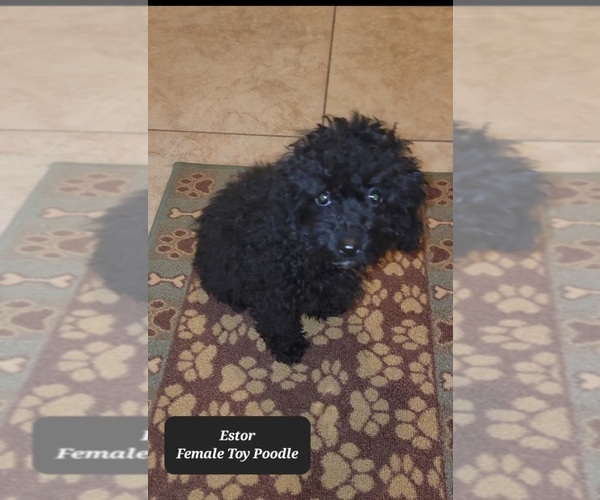 Medium Photo #3 Poodle (Toy) Puppy For Sale in TUCSON, AZ, USA