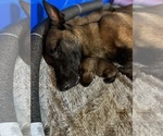 Small Photo #9 Belgian Malinois Puppy For Sale in NASHVILLE, TN, USA