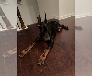 Doberman Pinscher Puppy for sale in STONE MTN, GA, USA