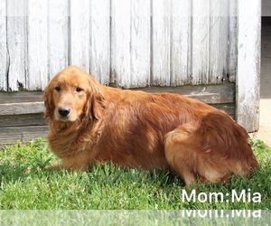Mother of the Goldendoodle puppies born on 03/24/2023