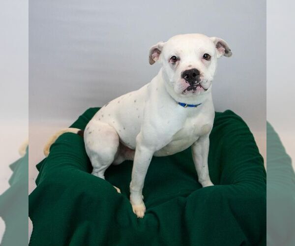 Medium Photo #5 Bulldog-Unknown Mix Puppy For Sale in Kennesaw, GA, USA