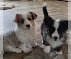 Cardigan Welsh Corgi Puppy for sale in DITTMER, MO, USA