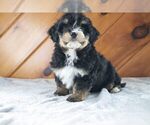 Puppy 3 Havanese-Miniature Australian Shepherd Mix