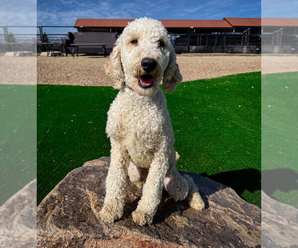 Medium Photo #1 Labradoodle Puppy For Sale in LAS VEGAS, NV, USA