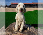 Small Photo #1 Labradoodle Puppy For Sale in LAS VEGAS, NV, USA