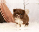 Small #3 Pomeranian