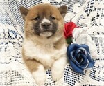 Puppy 3 Shiba Inu