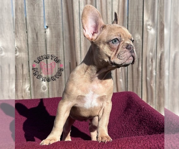 Medium Photo #16 French Bulldog Puppy For Sale in BRYAN, TX, USA