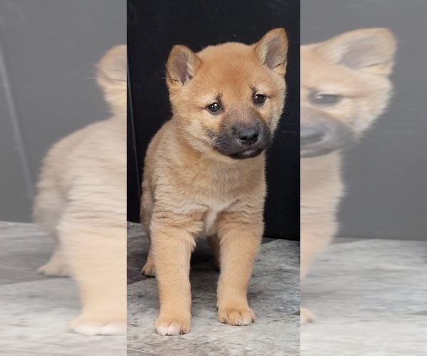 Medium Photo #5 Shiba Inu Puppy For Sale in CAMDENTON, MO, USA