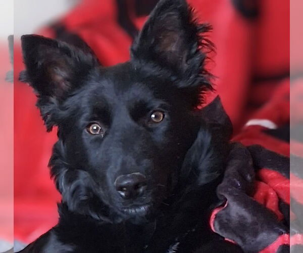 Medium Photo #8 Retriever -Unknown Mix Puppy For Sale in Sandy, UT, USA