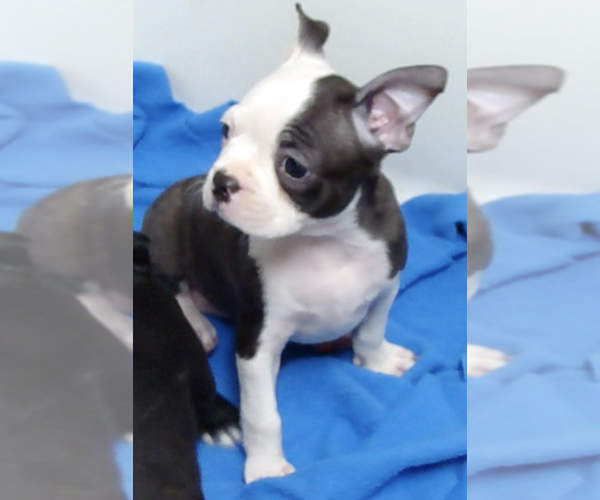 Medium Photo #1 Boston Terrier Puppy For Sale in CRKD RVR RNCH, OR, USA