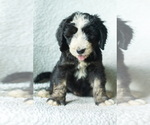 Puppy Hermes Aussiedoodle-Bernedoodle Mix