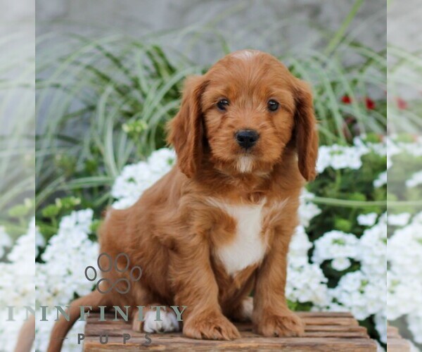 Medium Photo #3 Cavapoo (Miniature) Puppy For Sale in ELIZABETHTOWN, PA, USA