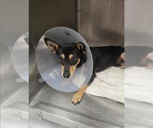 Chihuahua-Unknown Mix Dogs for adoption in Conroe, TX, USA