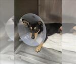 CONNOR - Male Chihuahua-Unknown Mix Dog for Adoption - Small photo
