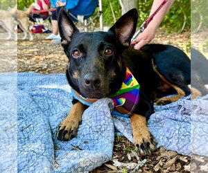 Lynn - Female Rat Terrier-Unknown Mix Dog for Adoption - Photo #4