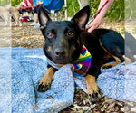 Small Photo #4 Rat Terrier-Unknown Mix Puppy For Sale in Canton, CT, USA