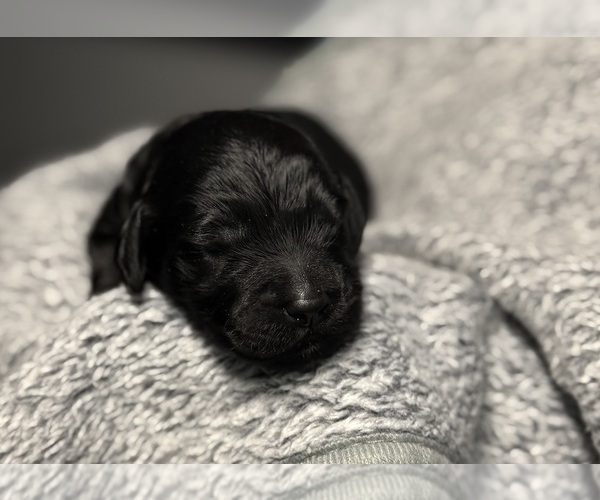 Medium Photo #3 Goldendoodle Puppy For Sale in HOWARD CITY, MI, USA