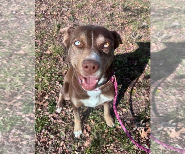 Medium Photo #2 Mutt Puppy For Sale in Rowlett, TX, USA