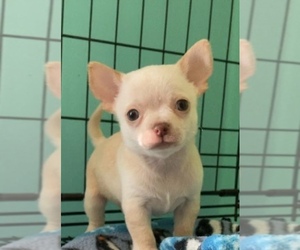 Chihuahua Puppy for sale in EAST LONG BEACH, CA, USA