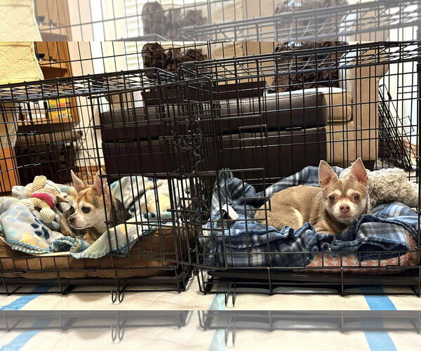 Medium Photo #29 Chihuahua-Unknown Mix Puppy For Sale in Boonton, NJ, USA