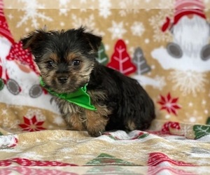 Yorkshire Terrier Puppy for sale in LANCASTER, PA, USA