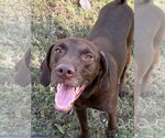 Small #3 Labrador Retriever Mix