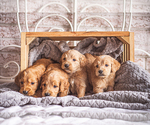 Small Photo #2 Goldendoodle Puppy For Sale in WOODRUFF, SC, USA