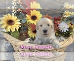 Puppy Rose Paw Female Golden Retriever