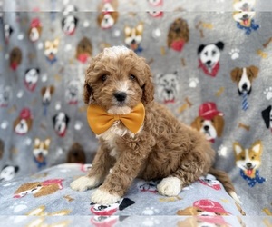 Cavapoo (Miniature) Puppy for sale in LAKELAND, FL, USA