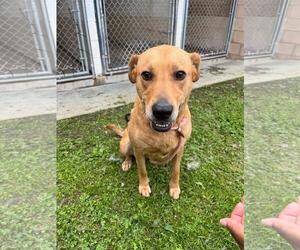 Labrador Retriever-Unknown Mix Dogs for adoption in Front Royal, VA, USA