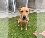 Small Labrador Retriever Mix