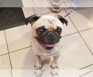 Pug Dogs for adoption in Ojai, CA, USA