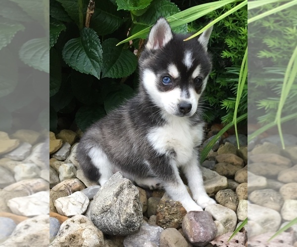 Medium Photo #8 Alaskan Klee Kai Puppy For Sale in WINCHESTER, OH, USA