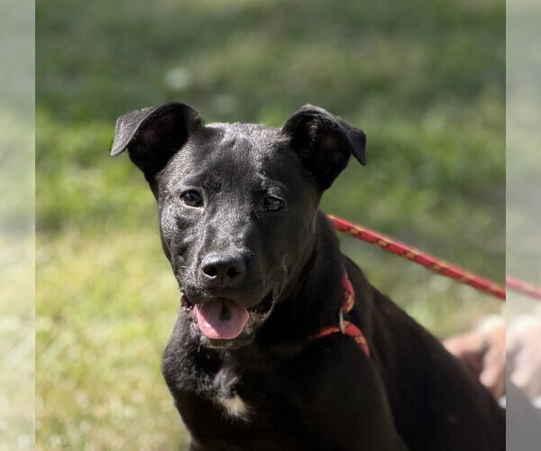 Medium Photo #1 Labrador Retriever-Unknown Mix Puppy For Sale in Yardley, PA, USA