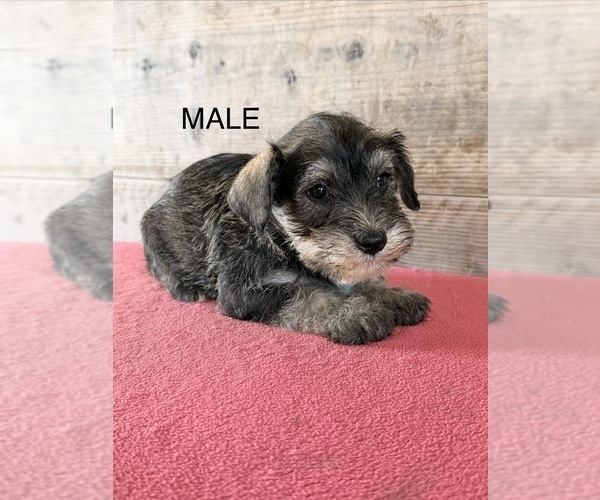 Medium Photo #12 Schnauzer (Miniature) Puppy For Sale in VERMONTVILLE, MI, USA