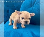 Small Photo #7 French Bulldog Puppy For Sale in MIAMI BEACH, FL, USA