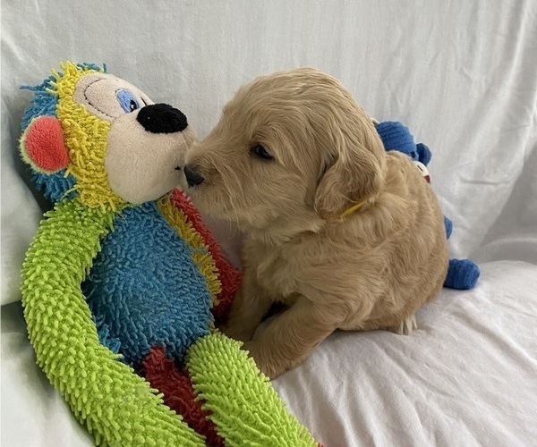Medium Photo #6 Goldendoodle Puppy For Sale in TARPON SPRINGS, FL, USA