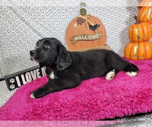 Medium Photo #14 Golden Mountain Dog Puppy For Sale in BLACK FOREST, CO, USA