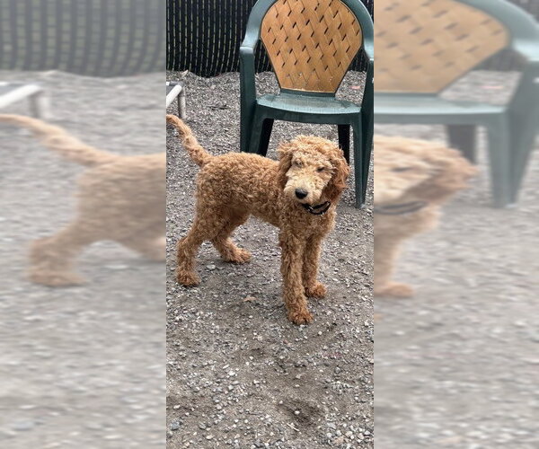 Medium Photo #2 Poodle (Standard)-Unknown Mix Puppy For Sale in Elmsford, NY, USA