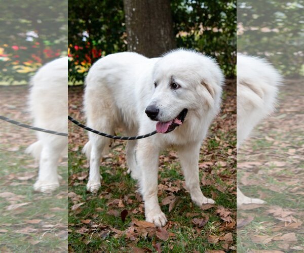 Medium Photo #14 Great Pyrenees Puppy For Sale in Spring, TX, USA