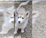 Small Photo #6 Siberian Husky Puppy For Sale in TUCSON, AZ, USA