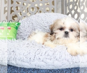 Shih Tzu Puppy for sale in MOUNT VERNON, OH, USA