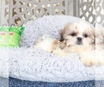Small Shih Tzu