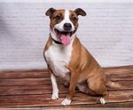 Small #2 Boxer-Staffordshire Bull Terrier Mix