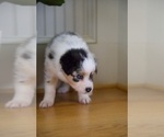 Small Photo #50 Australian Shepherd Puppy For Sale in GREER, SC, USA
