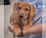 Small #2 Bassetdor