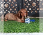 Small #4 Dachshund