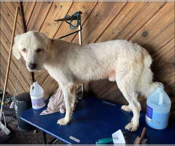 Medium Photo #33 Great Pyrenees-Unknown Mix Puppy For Sale in Houston, TX, USA